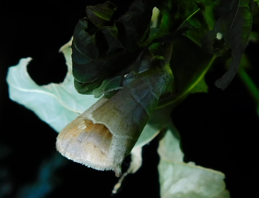 Clostera curtula - rövidszárnyú levélszövő