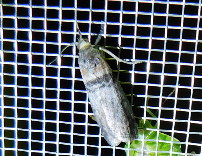 Sciota