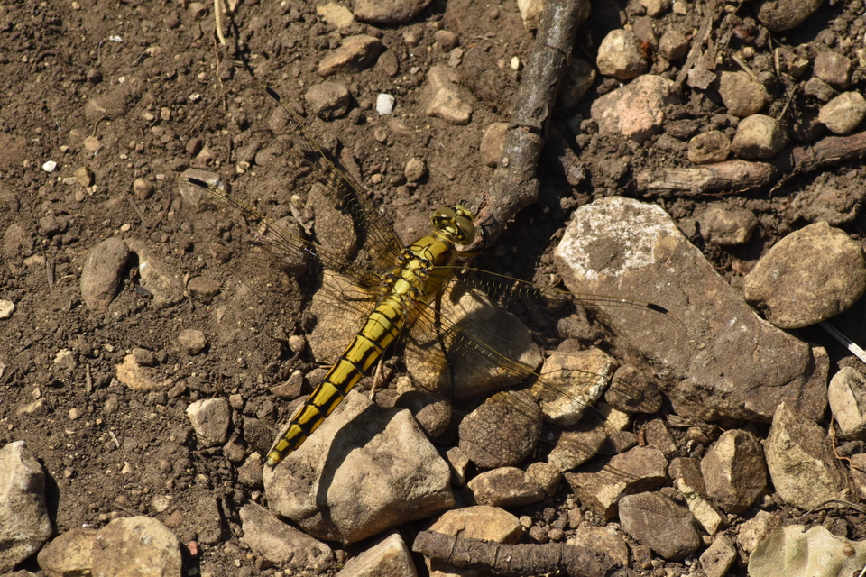 Orthetrum cancellatum - feketefarkú pásztorszitakötő