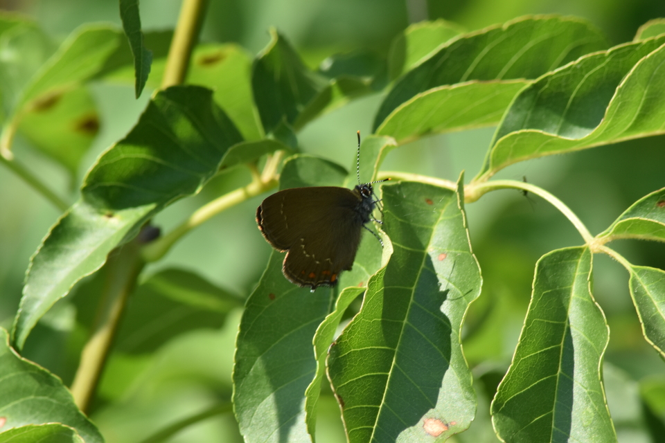 Satyrium ilicis - tölgyfa-csücsköslepke