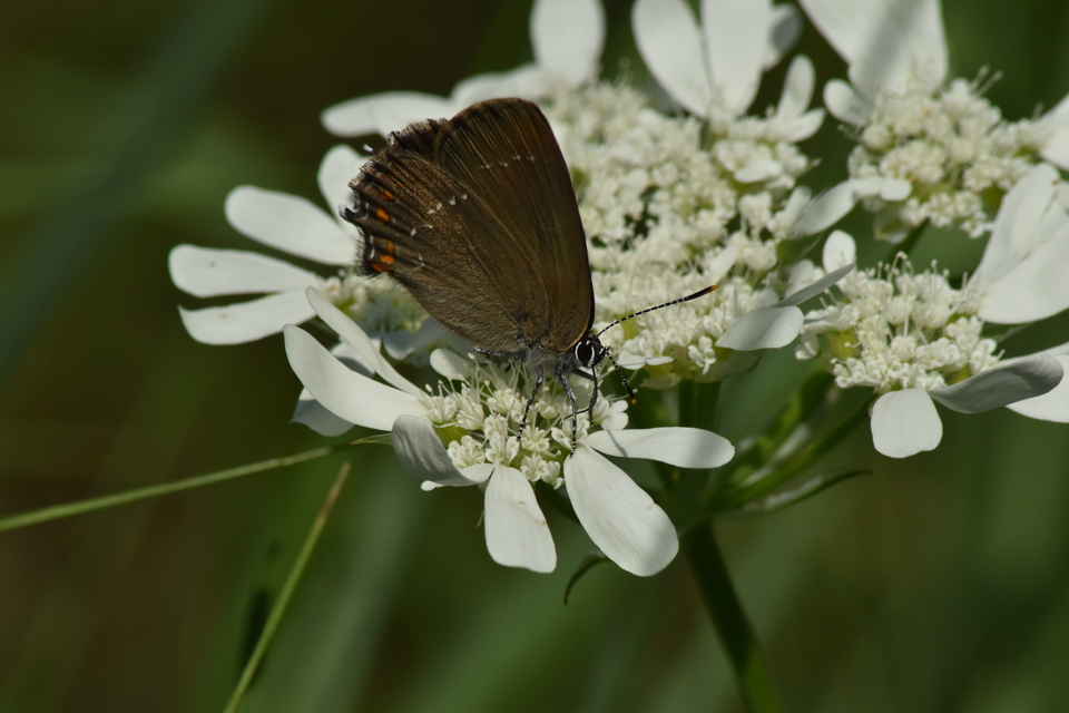 Satyrium ilicis - tölgyfa-csücsköslepke