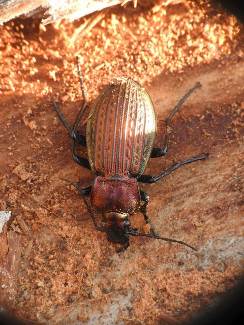 Carabus ulrichii - rezes futrinka