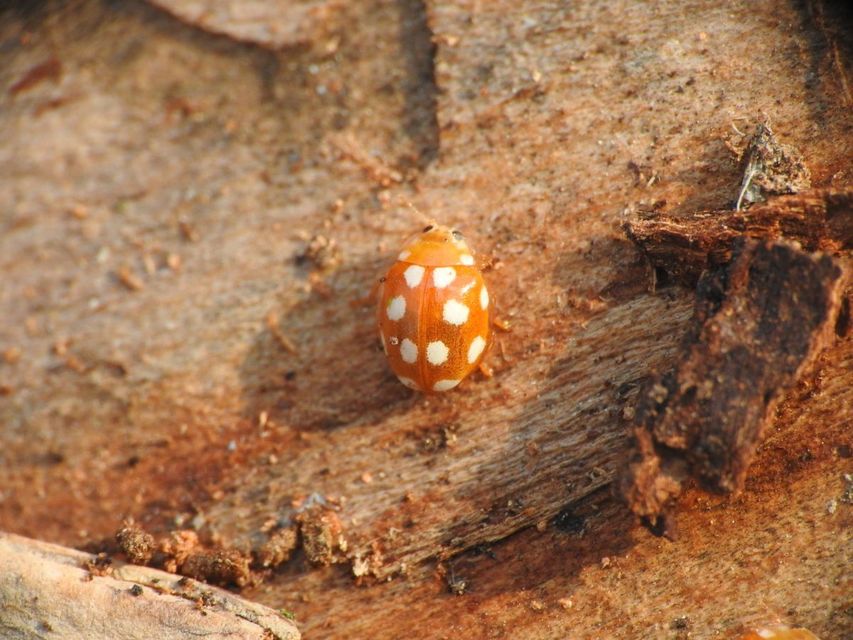 Vibidia duodecimguttata - tizenkétcseppes füsskata