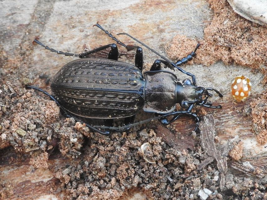 Carabus granulatus - mezei futrinka