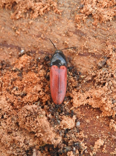 Ampedus