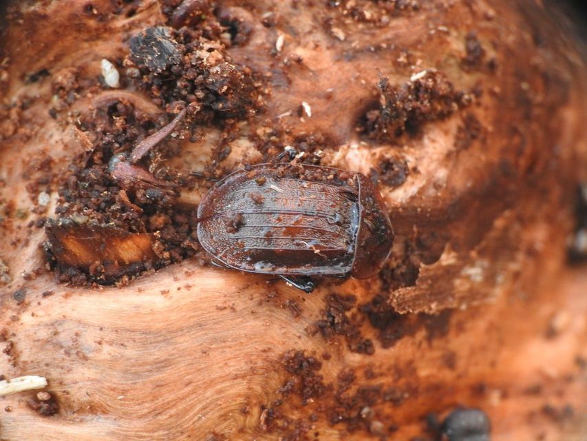 Phosphuga atrata - bordás csigarabló