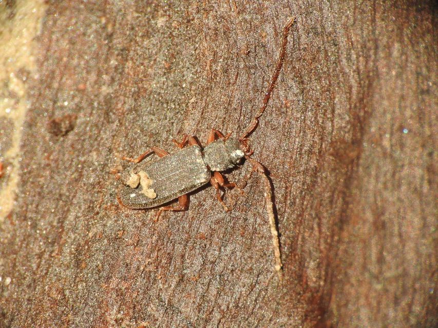 Uleiota planatus - hosszúcsápú fogasnyakú-lapbogár