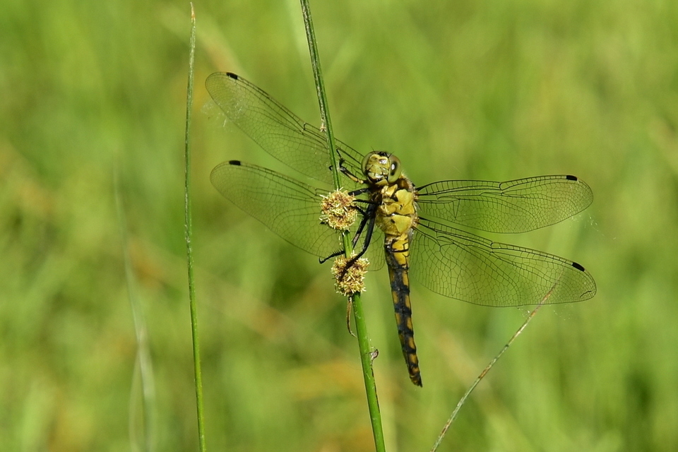 Orthetrum cancellatum - feketefarkú pásztorszitakötő