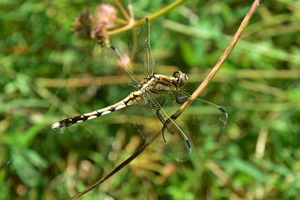 Orthetrum albistylum - fehérfarkú pásztorszitakötő