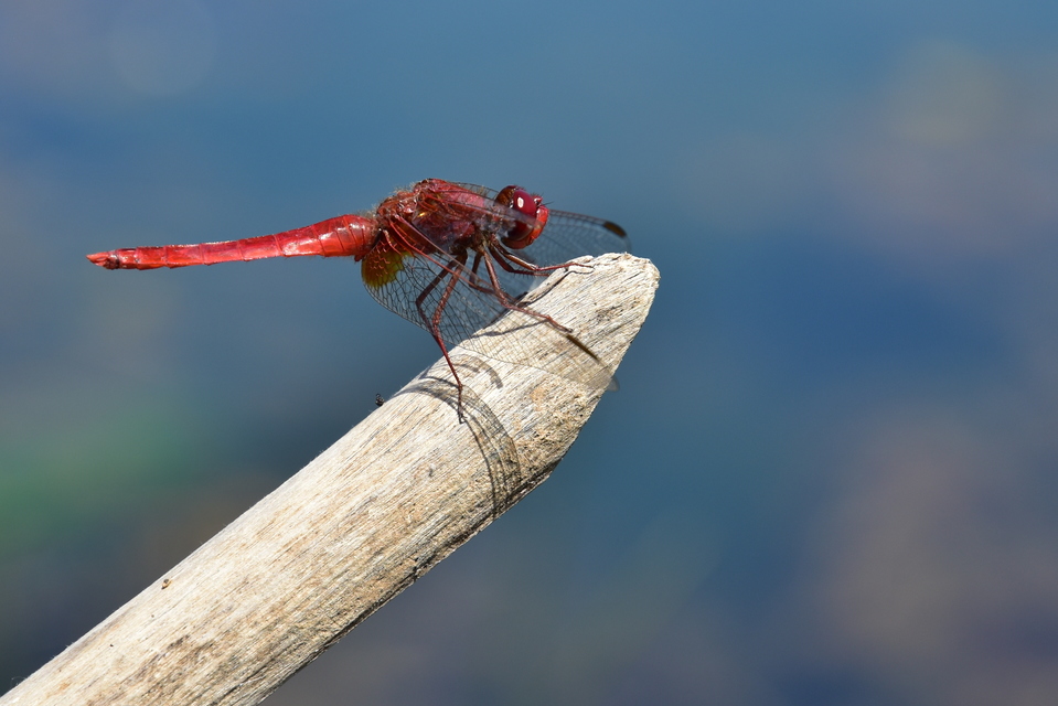 Crocothemis erythraea - skarlát szitakötő