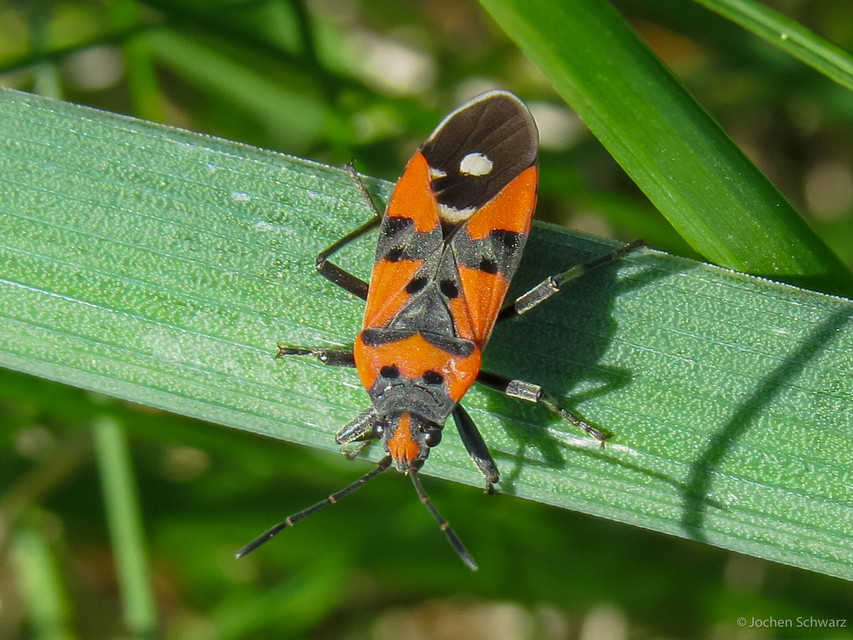 Lygaeus equestris/simulans