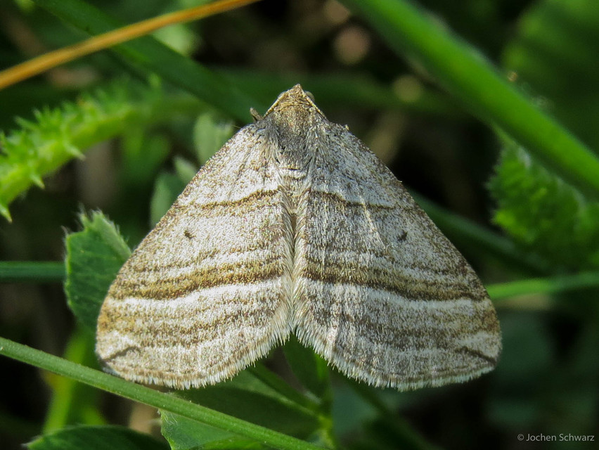 Phibalapteryx virgata - szürke galajaraszoló