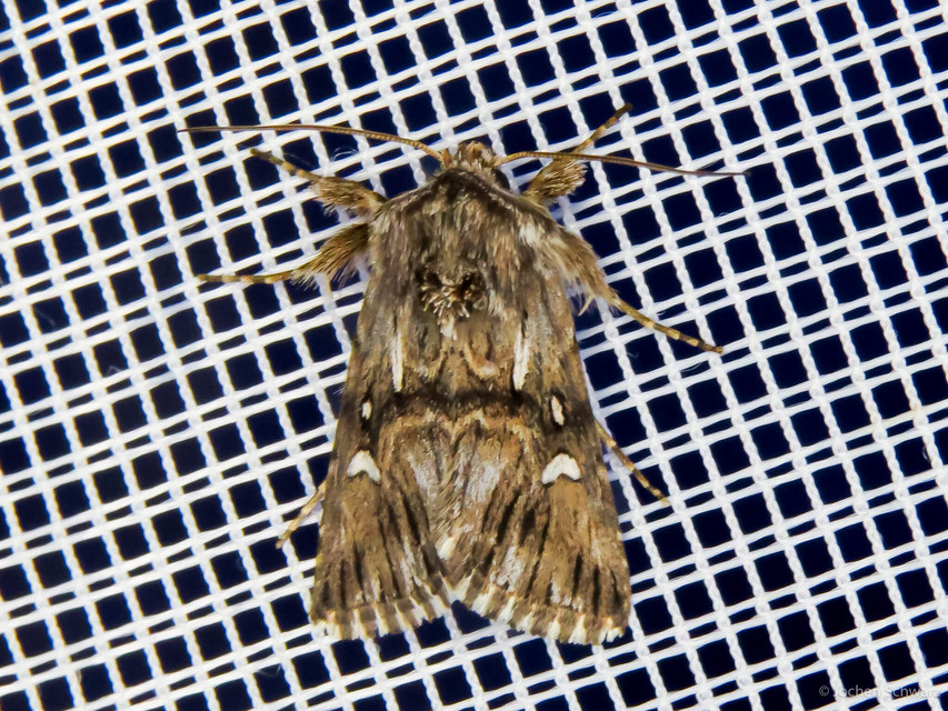 Calophasia lunula - gyújtoványfű-apróbagoly
