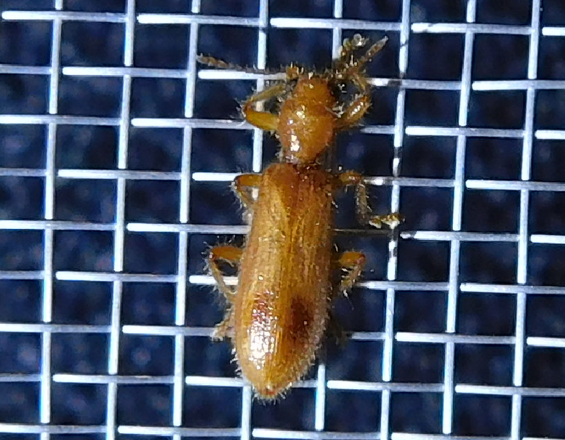 Opilo pallidus - sárga szúfarkas
