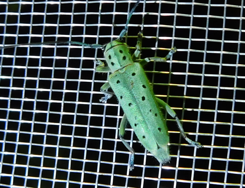 Saperda punctata - pettyes szilcincér Saperda punctata - pettyes szilcincér