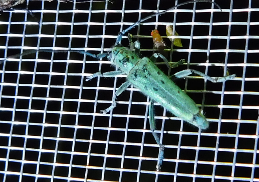 Saperda punctata - pettyes szilcincér Saperda punctata - pettyes szilcincér