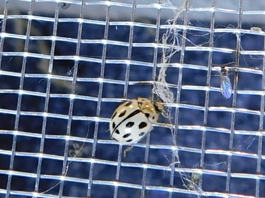 Propylea quatuordecimpunctata - tizennégypettyes füsskata