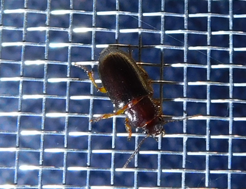 Ophonus rufibarbis - közönséges bársonyfutó