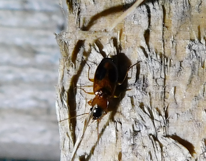 Badister meridionalis - közönséges posványfutonc