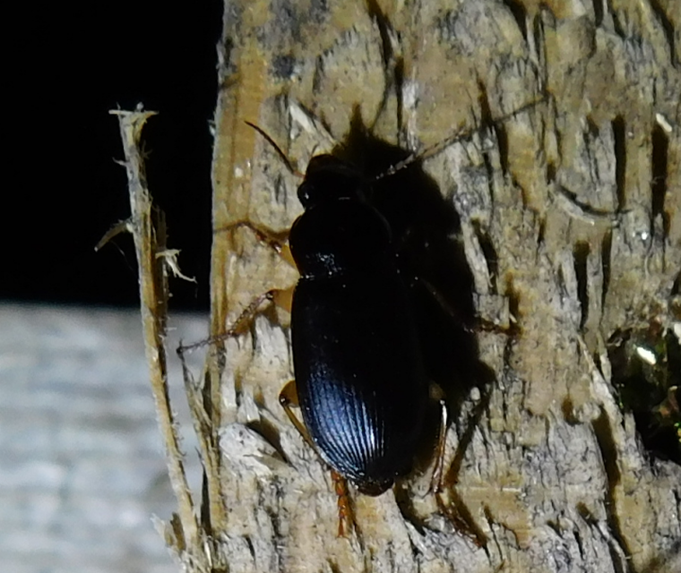 Harpalus griseus - kis selymesfutó