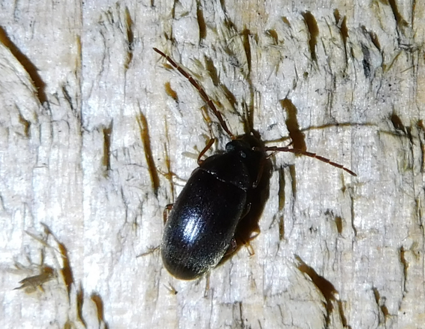 Hymenalia rufipes - rőtlábú alkonybogár
