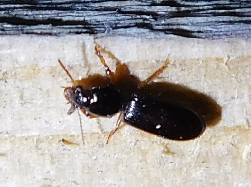 Clivina fossor - egyszínű vakondfutó