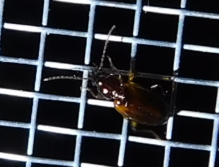 Trechus quadristriatus - közönséges fürgefutonc