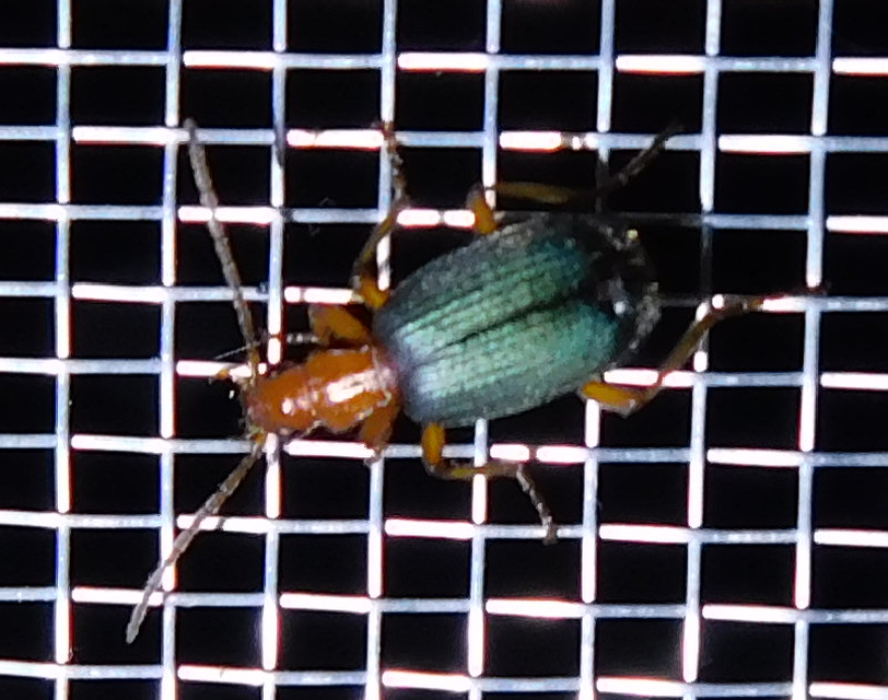 Brachinus
