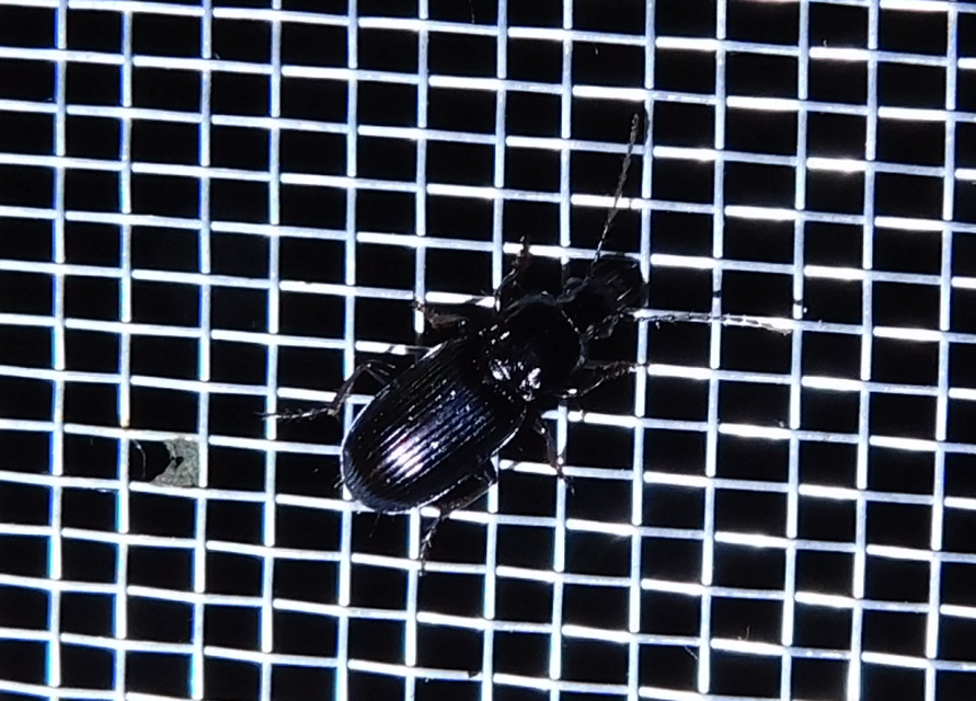 Pterostichus anthracinus - fekete gyászfutó