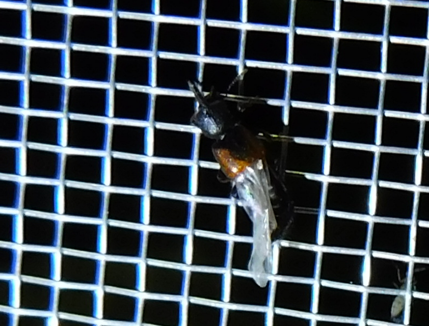 Bledius tricornis - háromszarvú ásóholyva Bledius tricornis - háromszarvú ásóholyva