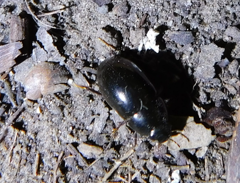 Limnoxenus niger - fekete csibor