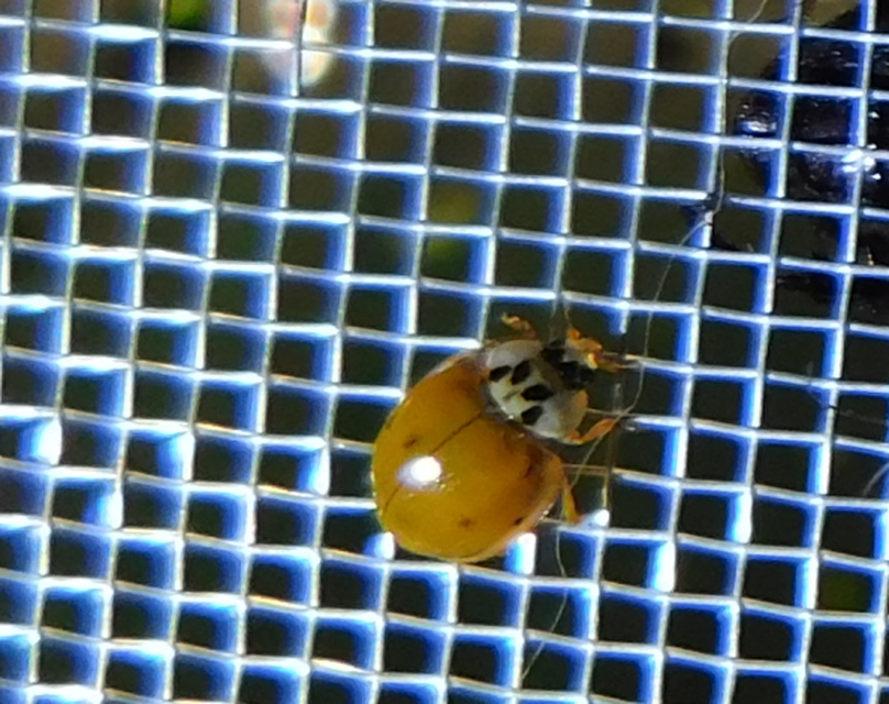 Adalia decempunctata - tízpettyes katica
