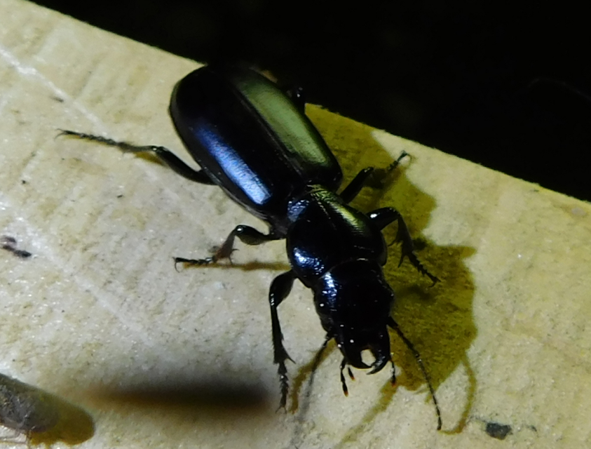 Broscus cephalotes - busafutó