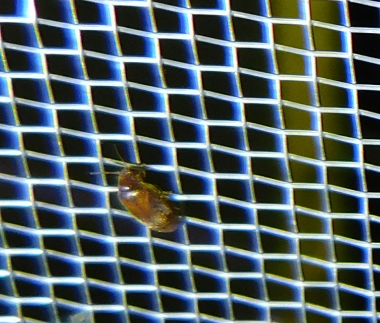 Scirtidae - rétbogárfélék