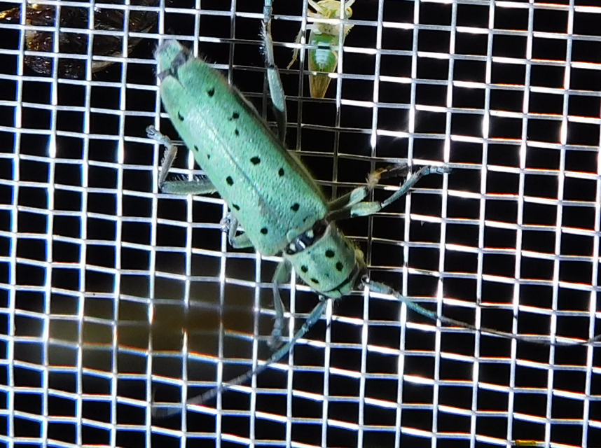 Saperda punctata - pettyes szilcincér Saperda punctata - pettyes szilcincér