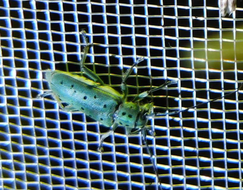 Saperda punctata - pettyes szilcincér Saperda punctata - pettyes szilcincér