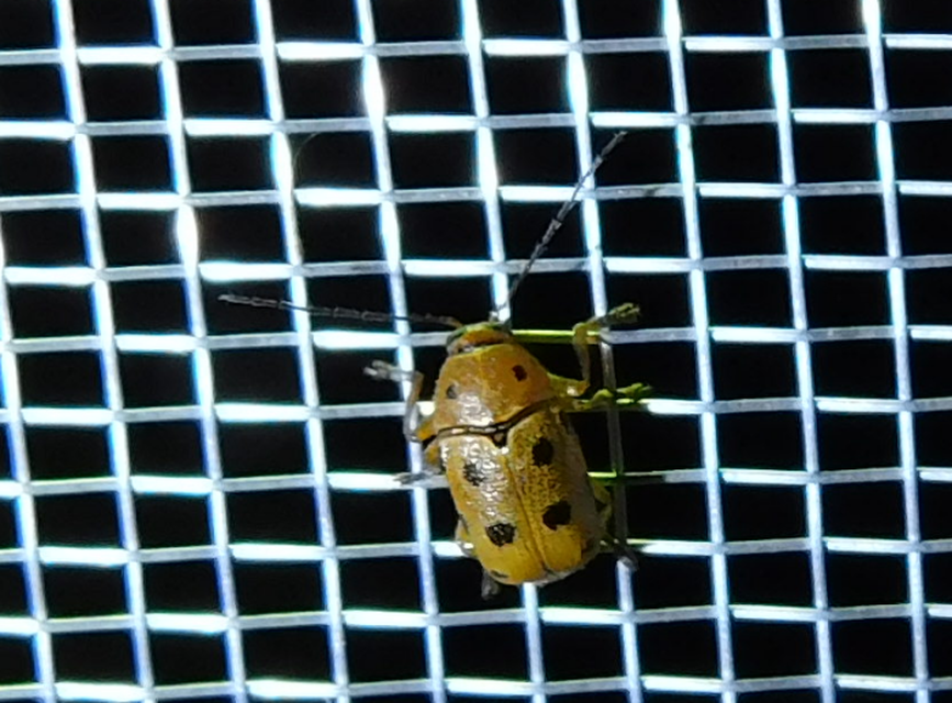 Cryptocephalus octomaculatus - nyolcfoltos zömökbogár