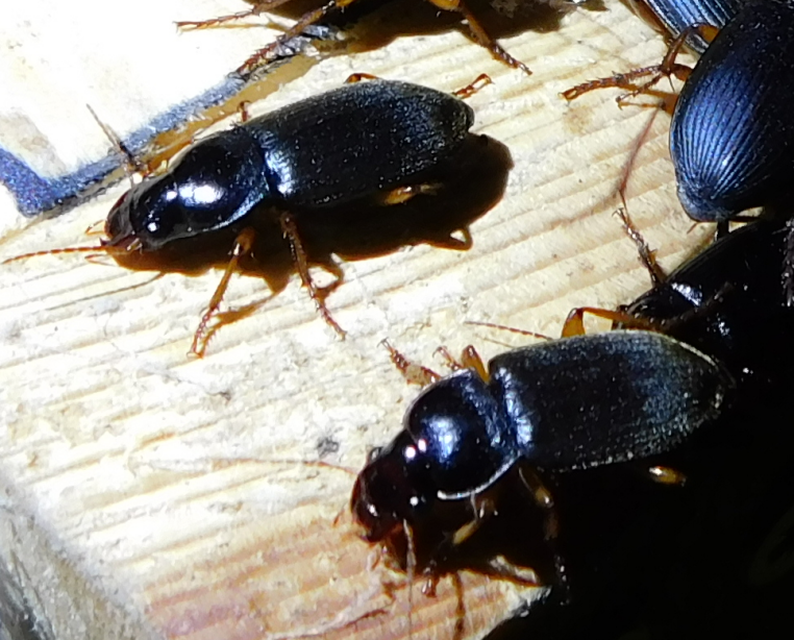Harpalus griseus - kis selymesfutó