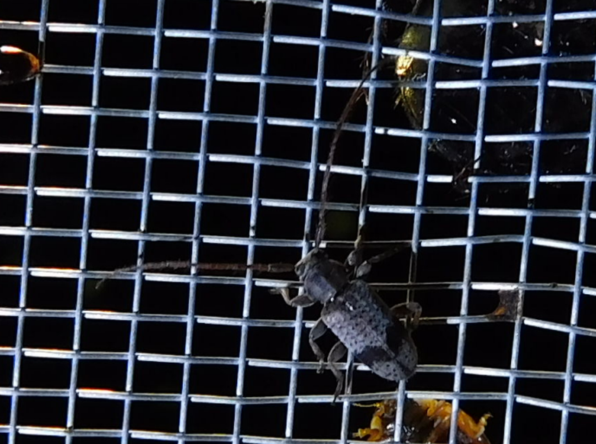 Exocentrus punctipennis - szilfa-rőzsecincér