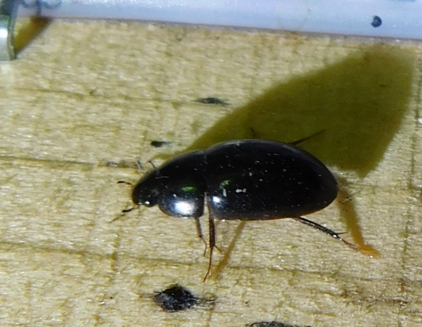 Limnoxenus niger - fekete csibor