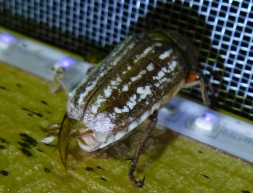 Anoxia orientalis - keleti cserebogár