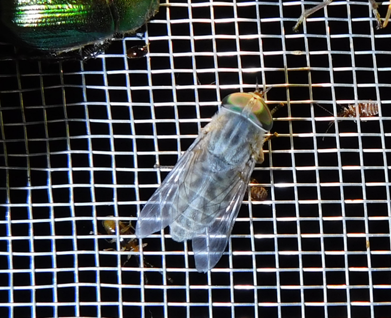 Tabaninae