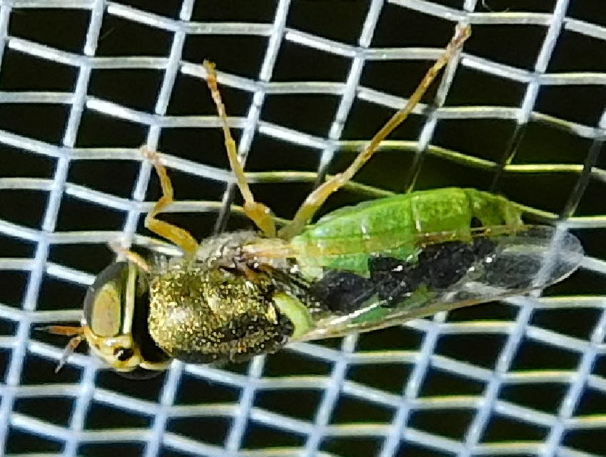 Stratiomyidae - katonalégyfélék