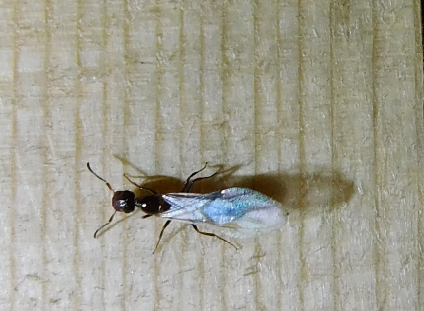 Colobopsis truncata - kapushangya