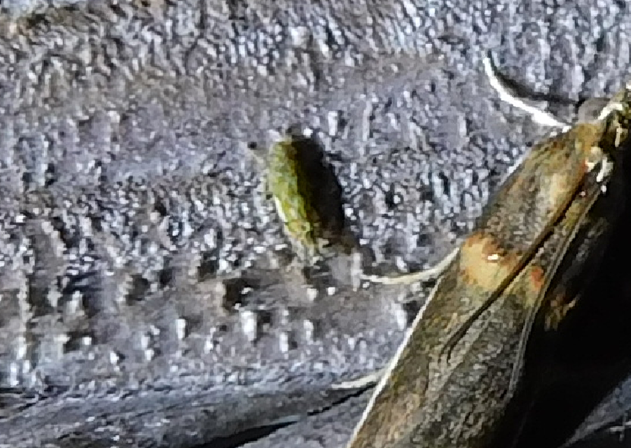 Erasmoneura vulnerata