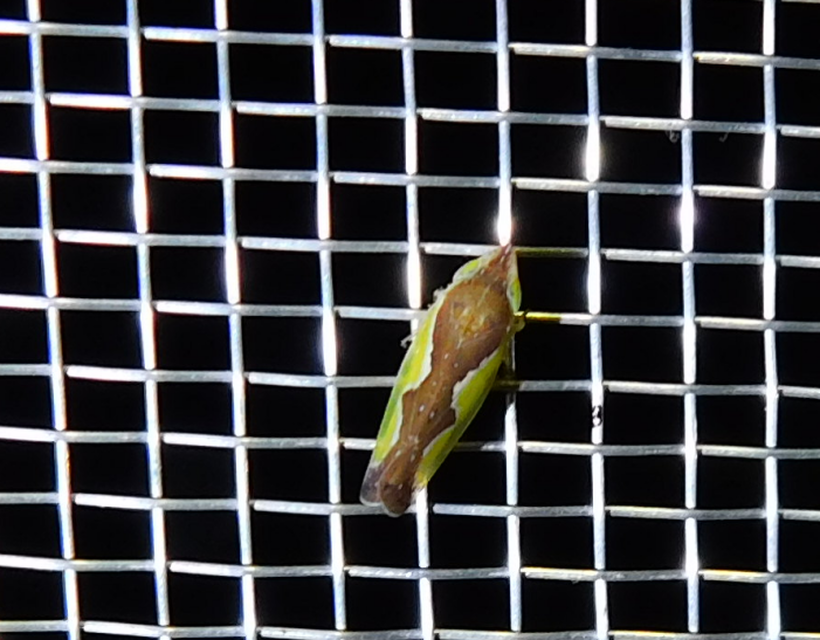 Platymetopius Platymetopius
