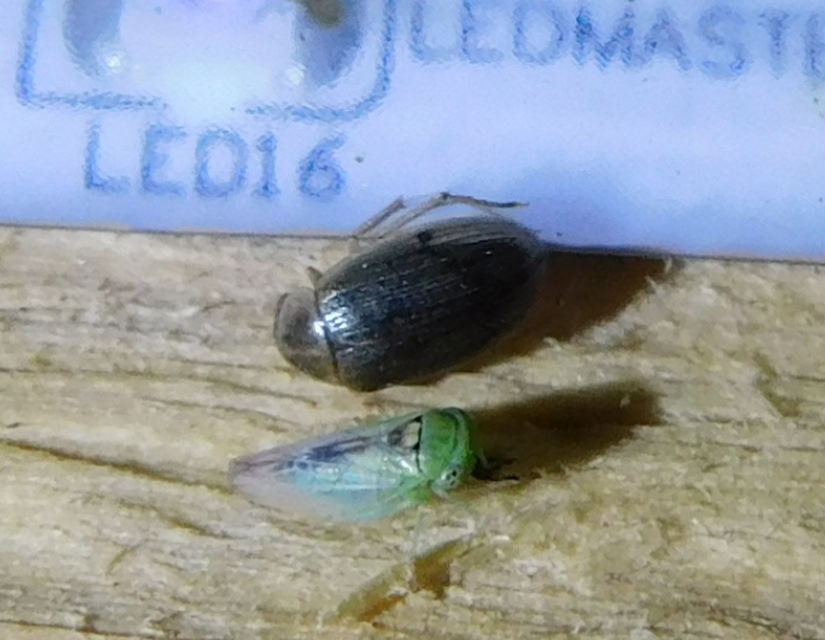 Viridicerus ustulatus