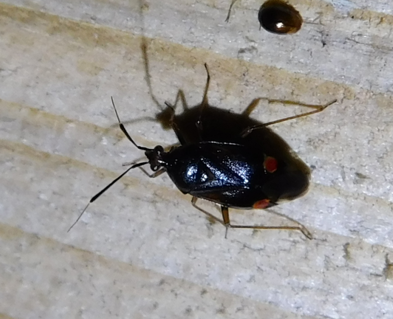 Deraeocoris ruber - vöröses mezeipoloska