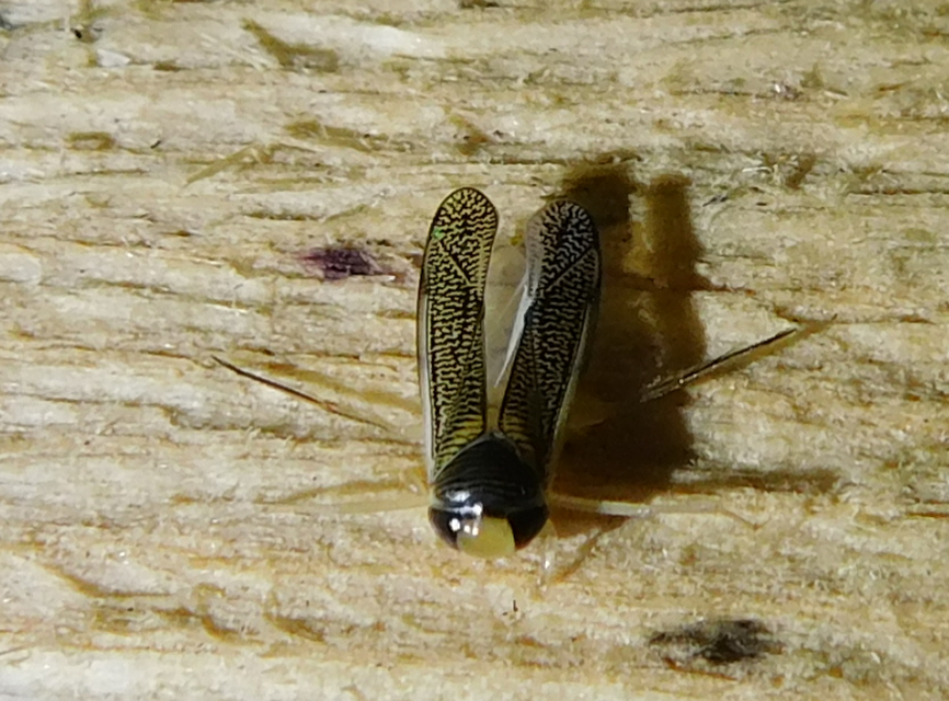 Corixidae - búvárpoloskák Corixidae - búvárpoloskák