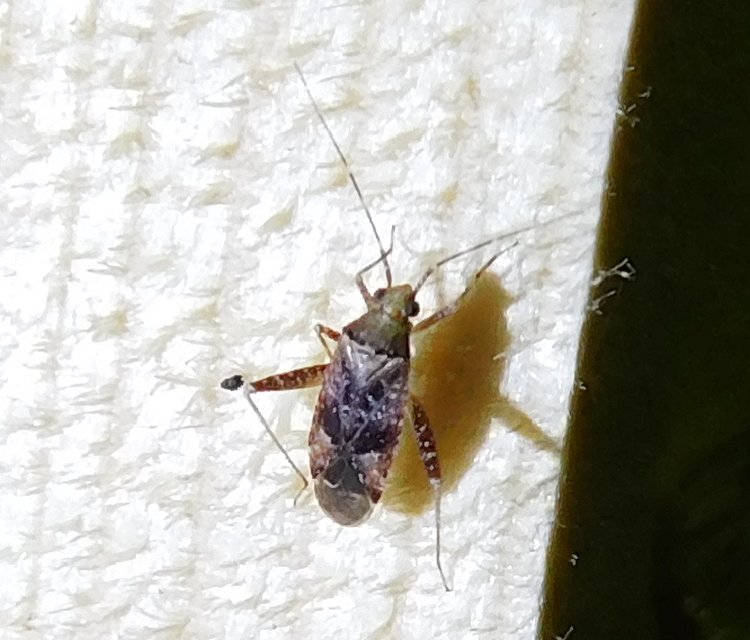 Phytocoris